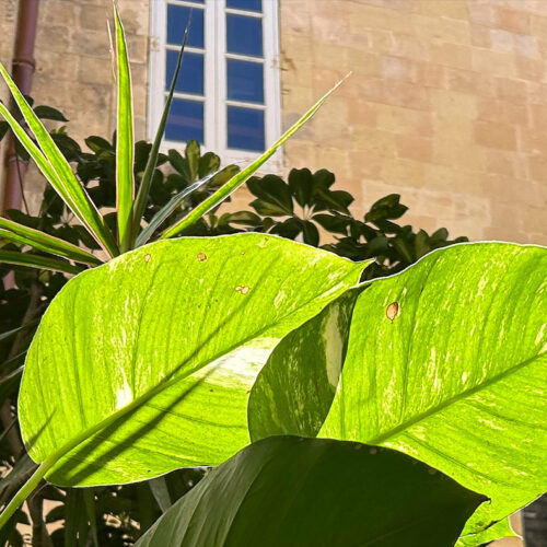 Yard garden at Mamo TCV Advocates